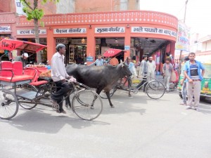 Jaipur Rickshaw Bier-Traveller (52)