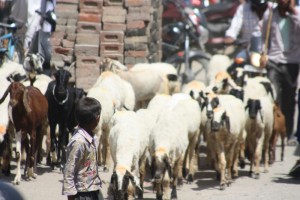 Road to Patan Bier-Traveller (3)